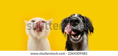 Banner pets eating. Portrait summer spring hungry cat and dog licking its lips with tongue. Isolated on yellow backgorund Royalty-Free Stock Photo #2364309481