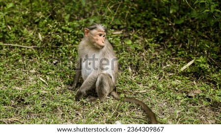 Female monkey sitting roadside portraits picture 