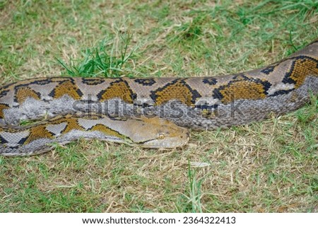 A portrait of a Python hunting on grass. big snake on grass