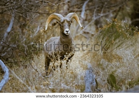 A sierra nevada bighorn sheep in a forest in the daylight Royalty-Free Stock Photo #2364323105