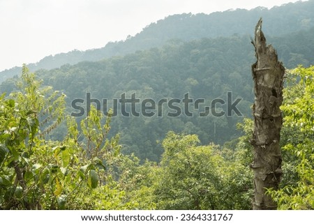 Landscape mountain when morning time sunlight summer vibes. The photo is suitable to use for adventure content media, nature poster and forest background.