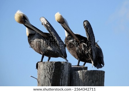 Two brown pelicans preening at Caladesi Island State Park, Florida. The brown pelican is a bird of the pelican family, Pelecanidae, one of three species found in the Americas and one of two that feed  Royalty-Free Stock Photo #2364342711