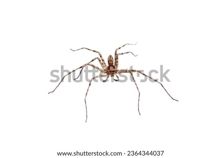 Big spider brown color stays on white background with isolated picture style.