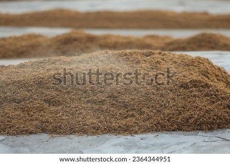 Boiled paddy grains layed for drying 