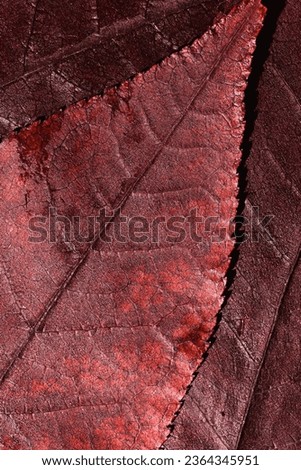 Natural autumn texture from dark red colored leaves with water drops. Beautiful autumnal botanical pattern, close up wet fall leaf tree top view, aesthetic nature still life, macro trend photography