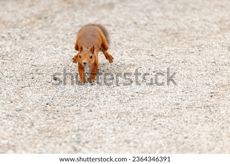 A small, furry squirrel walking across a concrete surface.