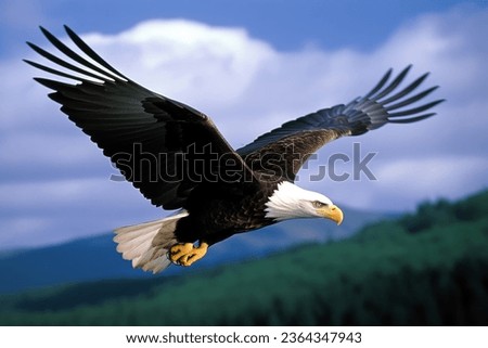 A majestic bald eagle soaring majestically through the air, its wide wingspan creating an impressive silhouette against the bright blue sky Royalty-Free Stock Photo #2364347943