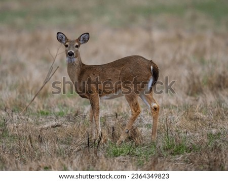 A white-tailed deer pictured grazing in a rural field, surrounded by tall grass
