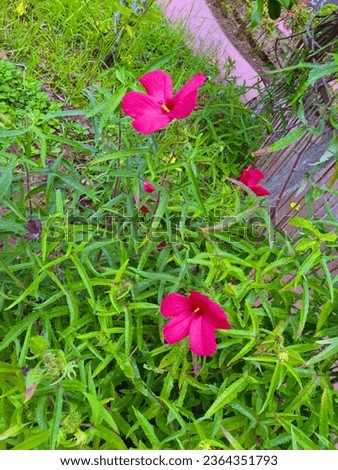 Beautiful flowers in the garden like Rose,Thechi(Jungle Geranium)