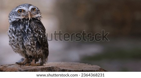 Close up of a little owl basking in the sun looking around suspiciously, Horizontal Banner