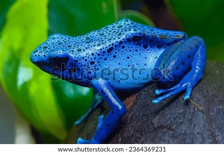 The blue poison dart frog or blue poison arrow frog (Dendrobates tinctorius, Dendrobates azureus)  Royalty-Free Stock Photo #2364369231