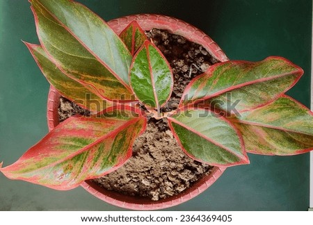 A top view of Aglaonema plants or Chinese evergreens in a pot Royalty-Free Stock Photo #2364369405