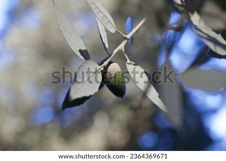 Detail picture of the Acorn from Holm Oak tree (Quercus ilex) in the sunlight with the colorful background and blue sky