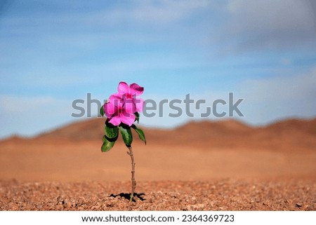 A closeup of blooming small pink flower in desert landscape Royalty-Free Stock Photo #2364369723