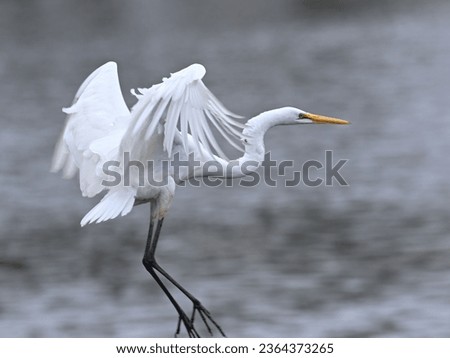 A majestic great egret soaring gracefully over a tranquil lake, its wings spread wide Royalty-Free Stock Photo #2364373265