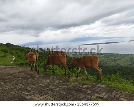 Photo of a farm animal on top of a mountain combined with a beautiful and expansive background view of the sea and rice fields