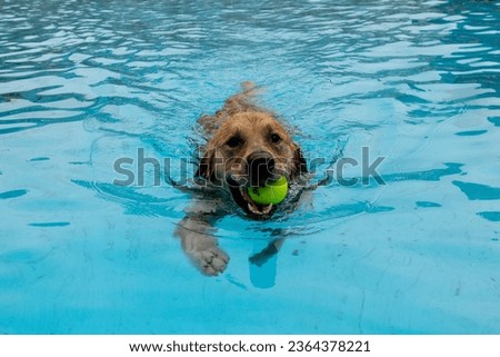 A playful labrador retriever dog splashing and playing with a yellow ball in a freshwater pool Royalty-Free Stock Photo #2364378221