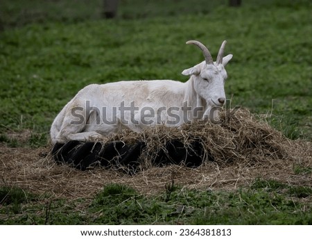 A Closeup of a lamb on the farm Royalty-Free Stock Photo #2364381813