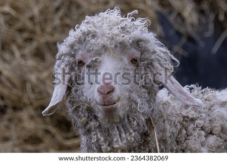 A Closeup of a sheep on the farm Royalty-Free Stock Photo #2364382069