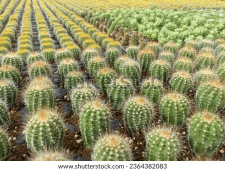 Cactus geometrical and perspective  pattern