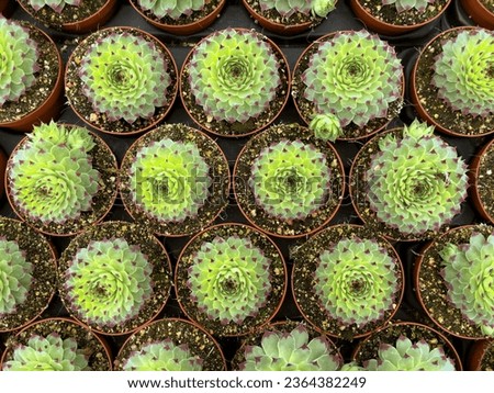 Cactus geometrical and perspective  pattern