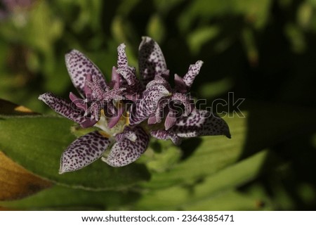 a close up of Tricyrtis hirta, the toad lily or hairy toad lily covered in drops of water