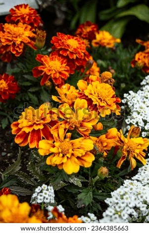 Beautiful fresh colorful flowers evergreen and lush