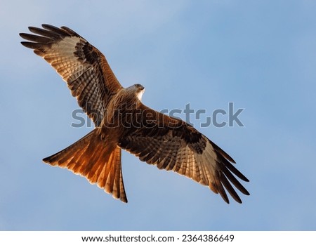 A majestic bird soaring through the sky with its wings spread out wide Royalty-Free Stock Photo #2364386649