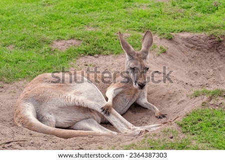 Elegant resting pose of an Australian kangaroo.