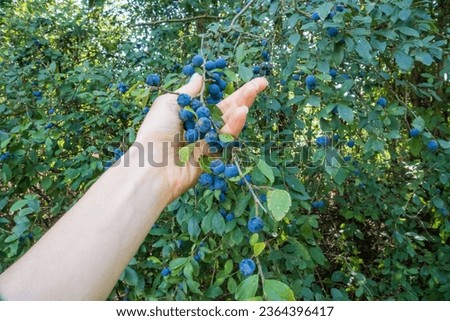 picking wild berries. Prunus spinosa, called blackthorn or slow. Zadni Treban Royalty-Free Stock Photo #2364396417