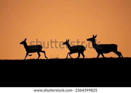 sunrise with the deer on the hill