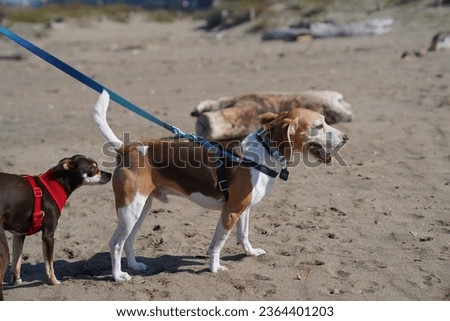 A small, black dog sniffs a beagles butt, as is tradition for all new dog relationships Royalty-Free Stock Photo #2364401203