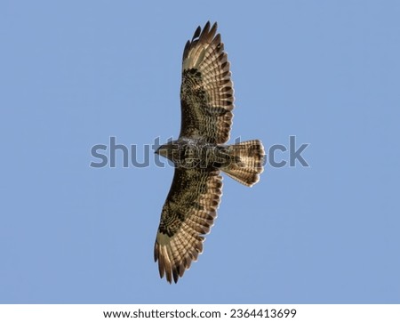 A low angle of a buzzard flying in the blue sky Royalty-Free Stock Photo #2364413699