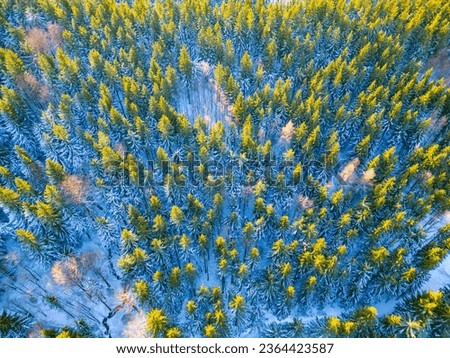 Forest in snowy wintertime. Cold winter and sunny day above forest with illuminated trees by rising sun. Aerial view from drone.