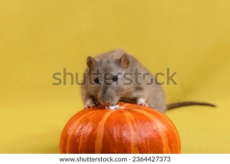 Beige decorative rat on the background of halloween decorations. Halloween theme with pumpkin and rat.