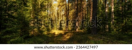 deep green forest with an overgrown road illuminated by warm sunlight through the tree branches. picturesque widescreen panoramic side view