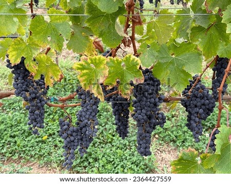 Grapes ripening on the vine in Napa Valley, California.
