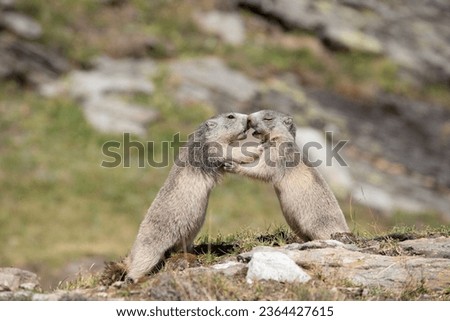 two adorable little alpine marmots playing peacefully together