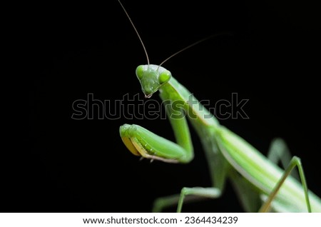 Praying Mantis (Mantis religiosa) on black background, closeup of photo. Macro shot. Royalty-Free Stock Photo #2364434239
