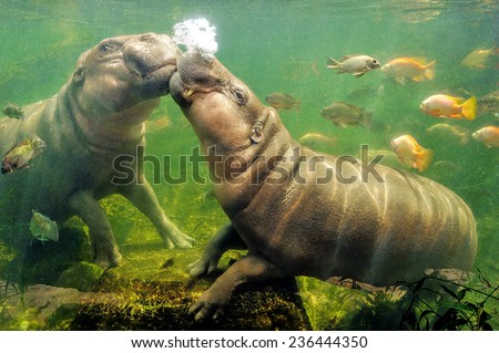 Behavior of pygmy hippo. Royalty-Free Stock Photo #236444350