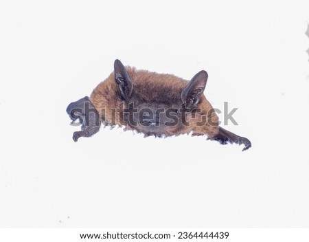Wild evening bat - Nycticeius humeralis - sleeping are a species of bat in the vesper family that is native to North America front face view isolated on white background 