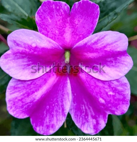 Pink flower in the garden