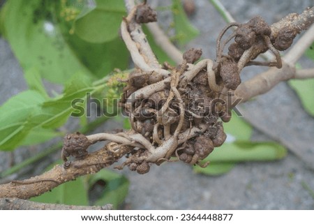common chinese mistletoe growing on mulberry tree