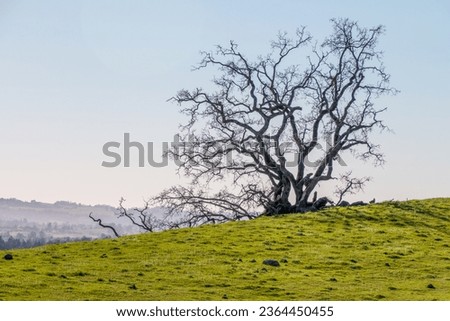 A large old dead oak tree stand on the top of a green hill with the blue sky behind it. There are old branches down on the grass below the tree.