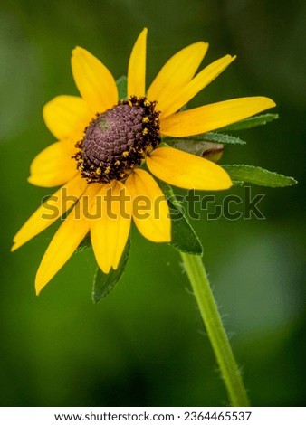A yellow Daisy on a spring day