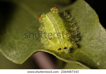 Green worm, Parasa lepida, has thorns around it and stripe on the top of the body, perched on green leaf, spot focus, macro image.                     