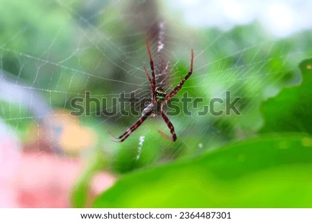 Abstract vintage picture style of spider and in background, selected.