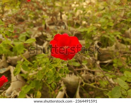 Beautiful Red Rose Flower With green leaves and Garden 