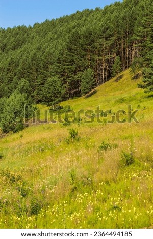 Meadow with wildflowers in the mountains in summer. Nature of Eastern Siberia, Russia. Vertical photo. Beautiful summer landscape with green meadow and coniferous forest