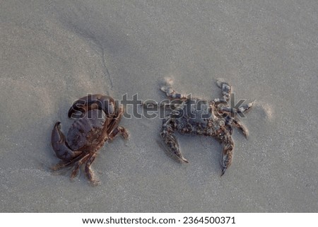 Top view of Blue swimming crab, horse crab, genus maja, Scylla serrata or Serrated Mud Crab on the sand beach. Royalty-Free Stock Photo #2364500371